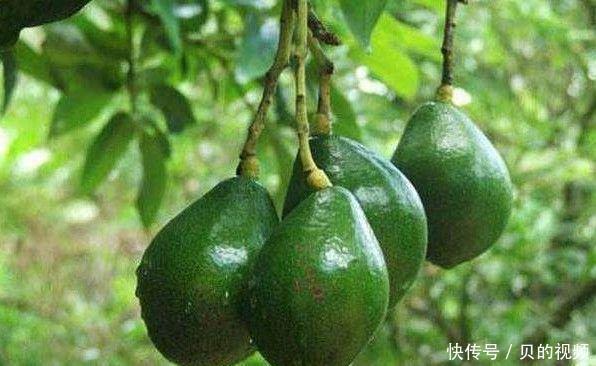 不想身体衰老快,吃以下食物,健脾胃,促消化,减肥瘦身,体质好