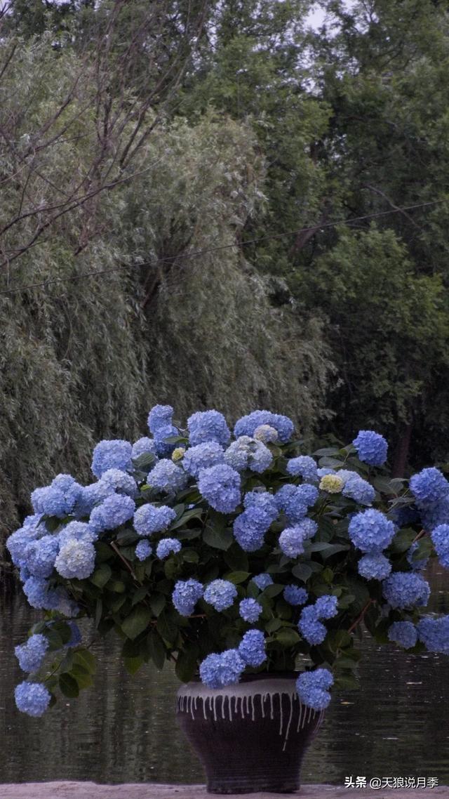 圆滚滚的绣球,瀑布般的花墙,这届花友也太会种花了吧