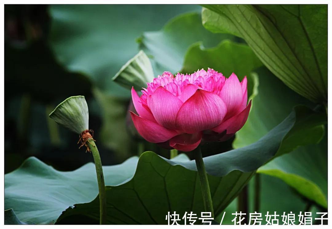 千瓣莲|珍品莲花，花开1000瓣，花色多变，花多少钱也得养上1缸