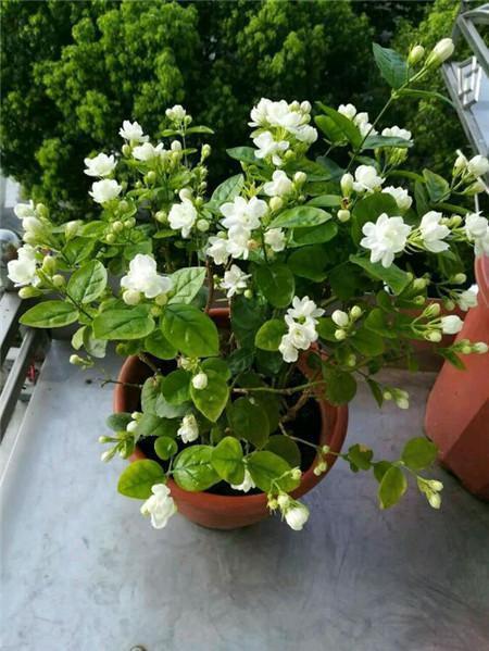 盆栽|养好茉莉花,学会这4招,一年能开好几茬,比栀子花还香、还漂亮