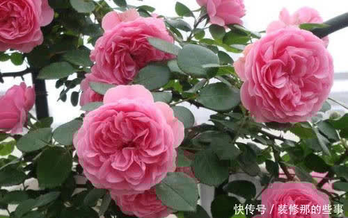 新手养月季常犯了5个错误，及时避免少走弯路，开出层叠群花！