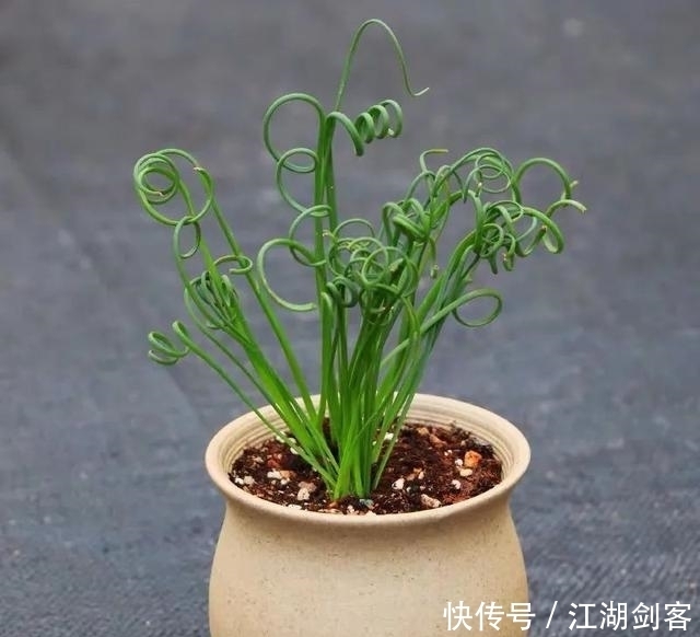 家里养几盆弹簧草,叶子卷曲似弹簧,清新雅致、个性十足