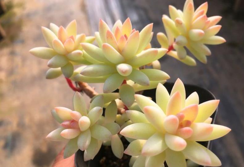 技巧|多肉不浇水就干瘪，一浇水就徒长？教你几个技巧，轻松养成肉胖子