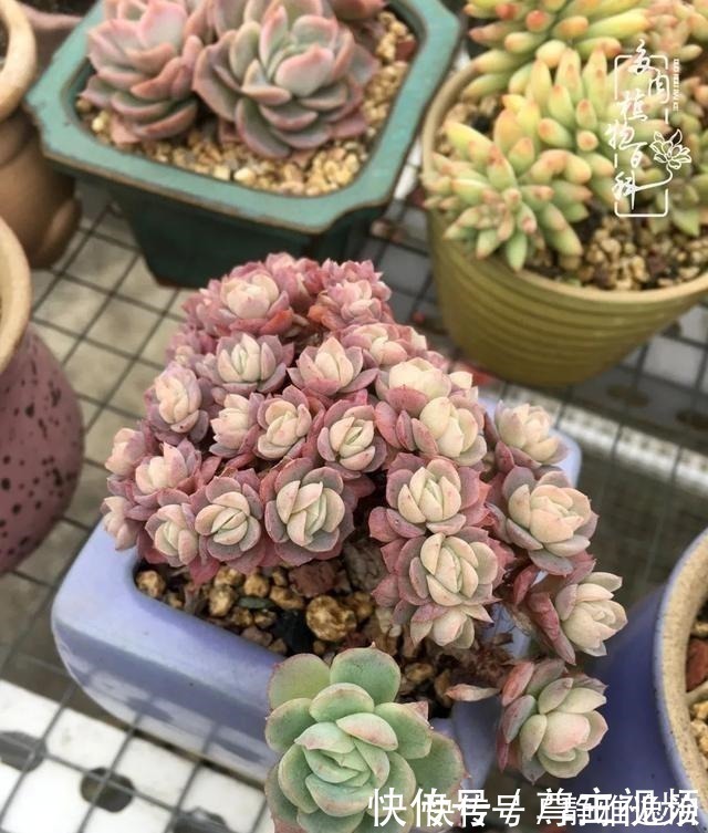 静夜|养多肉三年多，初见惊鸿！累并快乐着！养多肉三年多，初见惊鸿！累并快乐着！