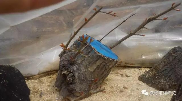 1种果树剪根枝，插土里就活，当年就能挂果，压弯枝！