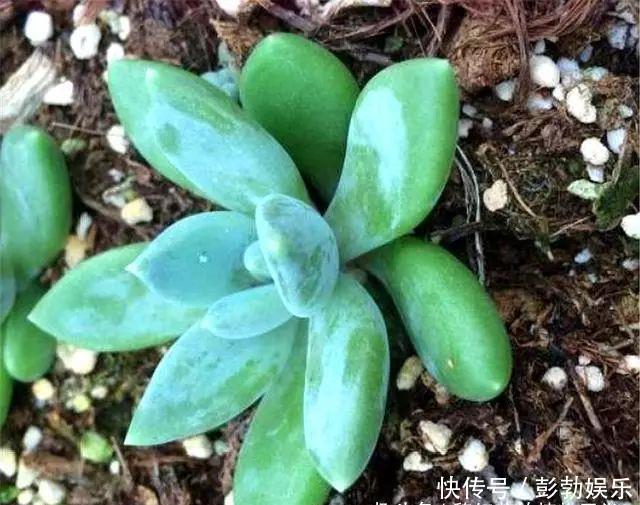 叶片|多肉中的“美人系列”,这10种是代表,养护简单颜值高,适合新手