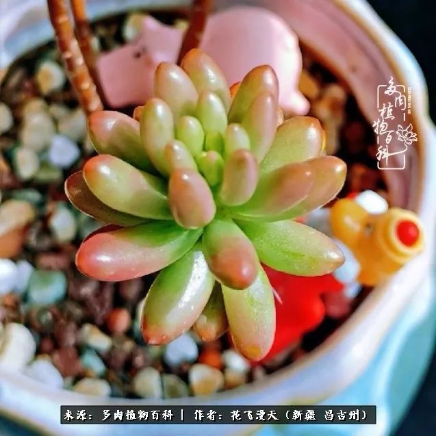 对多肉是发自内心的喜欢,心甘情愿被它们俘虏!