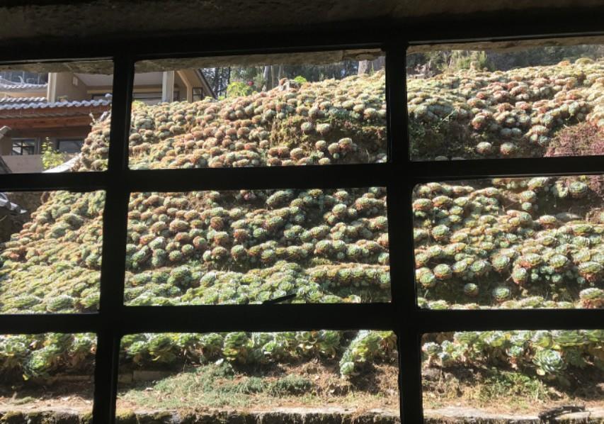 别人的玉蝶种在泥巴里简直太美了!为何你的玉蝶年年养年年死?