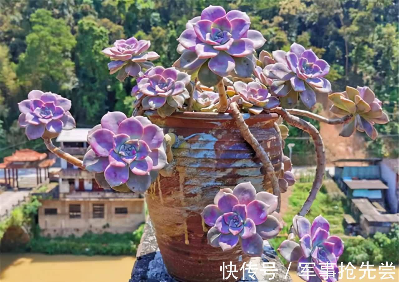 秋冬|他养多肉10多年,总结出9个易出“高价老桩”的品种,适合新手