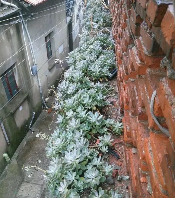 农村“穷养”多肉,一养一个大老桩,群生养爆盆