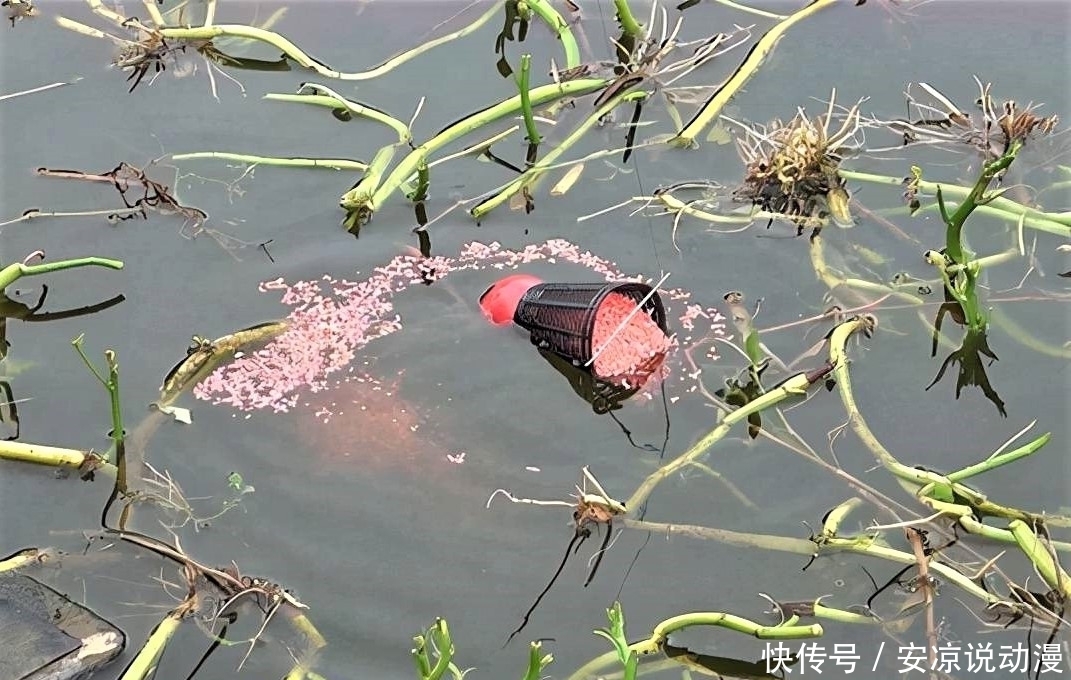 钓鱼就一定要“钓草”?“钓草”怎样选择其钓点位置?