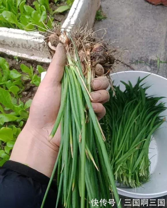4种“小菜根”，吃完不要扔，埋在花盆里，半个月又长出新蔬菜