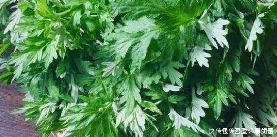 叶片|家里养盆这个花,全身上下带“香气”,能吃能泡茶,驱虫小清新!