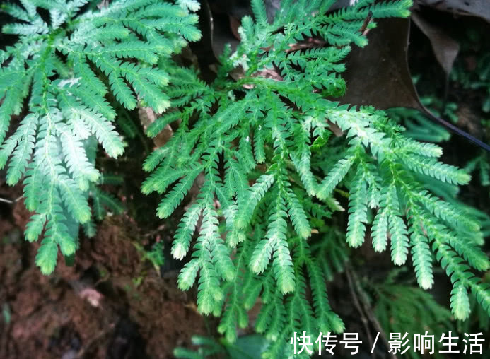 药用|人称“九死还魂草”,民间当草药用,有极高价值还可供观赏