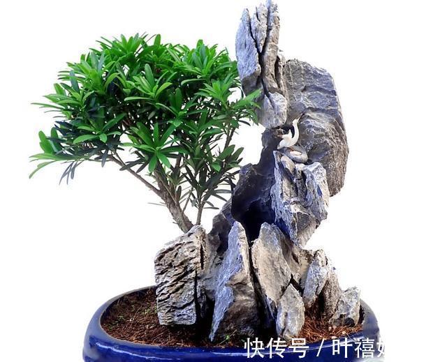 养花高手养护罗汉松有”绝招“,叶子“油绿”不在变黄。