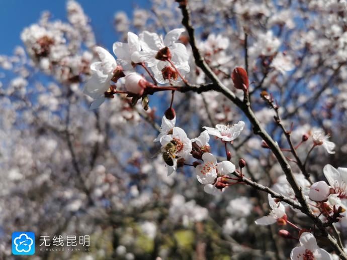 昆明|K视频丨 西华园拍了拍你！满园春色关不住 满枝烂漫报春来——昆明广播电视台