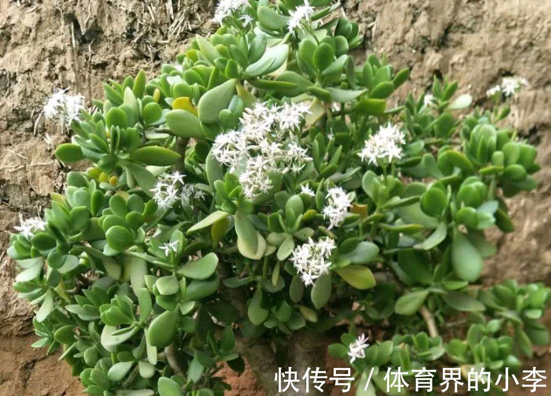 玉树开花很吉祥，怎样让它早日开花