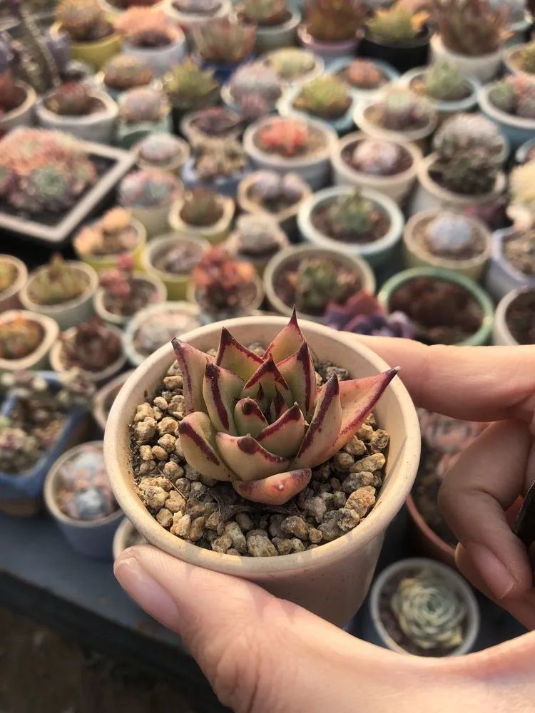 白月影|多肉小白三年励志对比养自己的花,爱自己的宇宙!