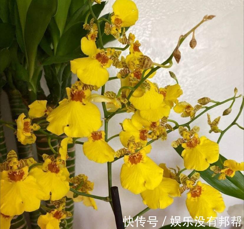 花苞|9月对于养花人来说,是个“幸运月”,6个好消息马上就来