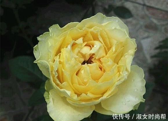 那些被煽情的文案打动,集齐了四系列月季的,你们后悔了吗