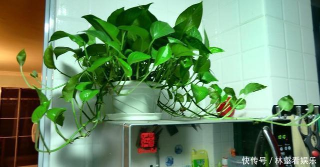 盆栽|绿萝好养生长又快,却不适合放卧室,影响睡眠质量要注意