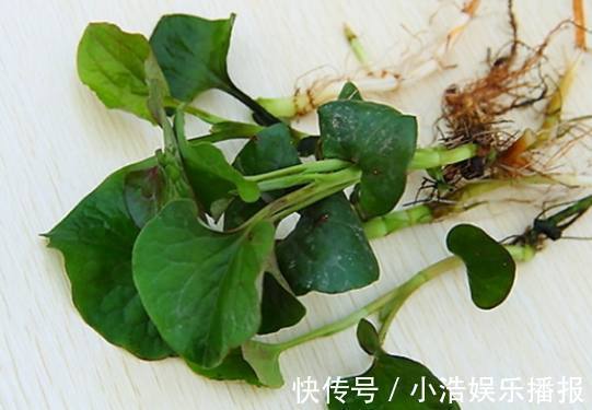 救命草|农村有这样一种野草,曾无人问津,如今却把它当成宝,你吃过没