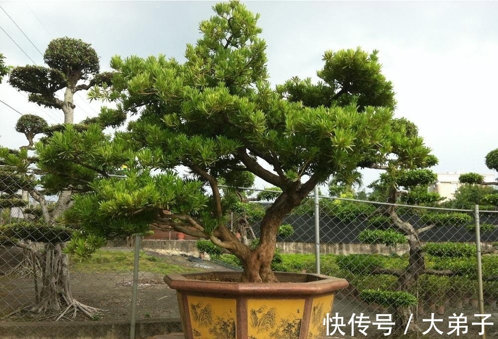 盆栽|罗汉松盆景价值高,定时修剪多浇水,轻轻松松养成老桩,价值更高