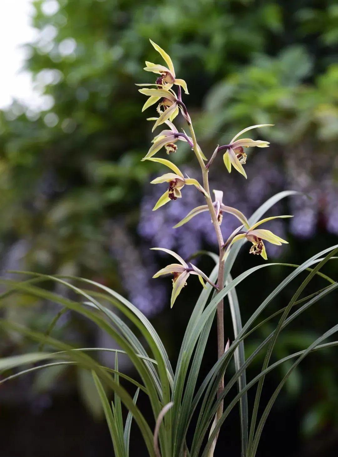 新手种植兰花，最容易犯的6大错，每一条都会影响兰花长势
