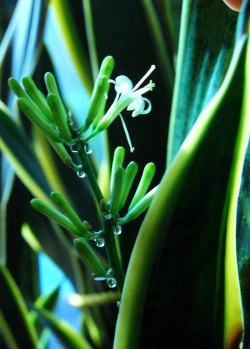 虎皮兰盆里放2种东西，小芽满处钻，叶子坚硬还翠绿