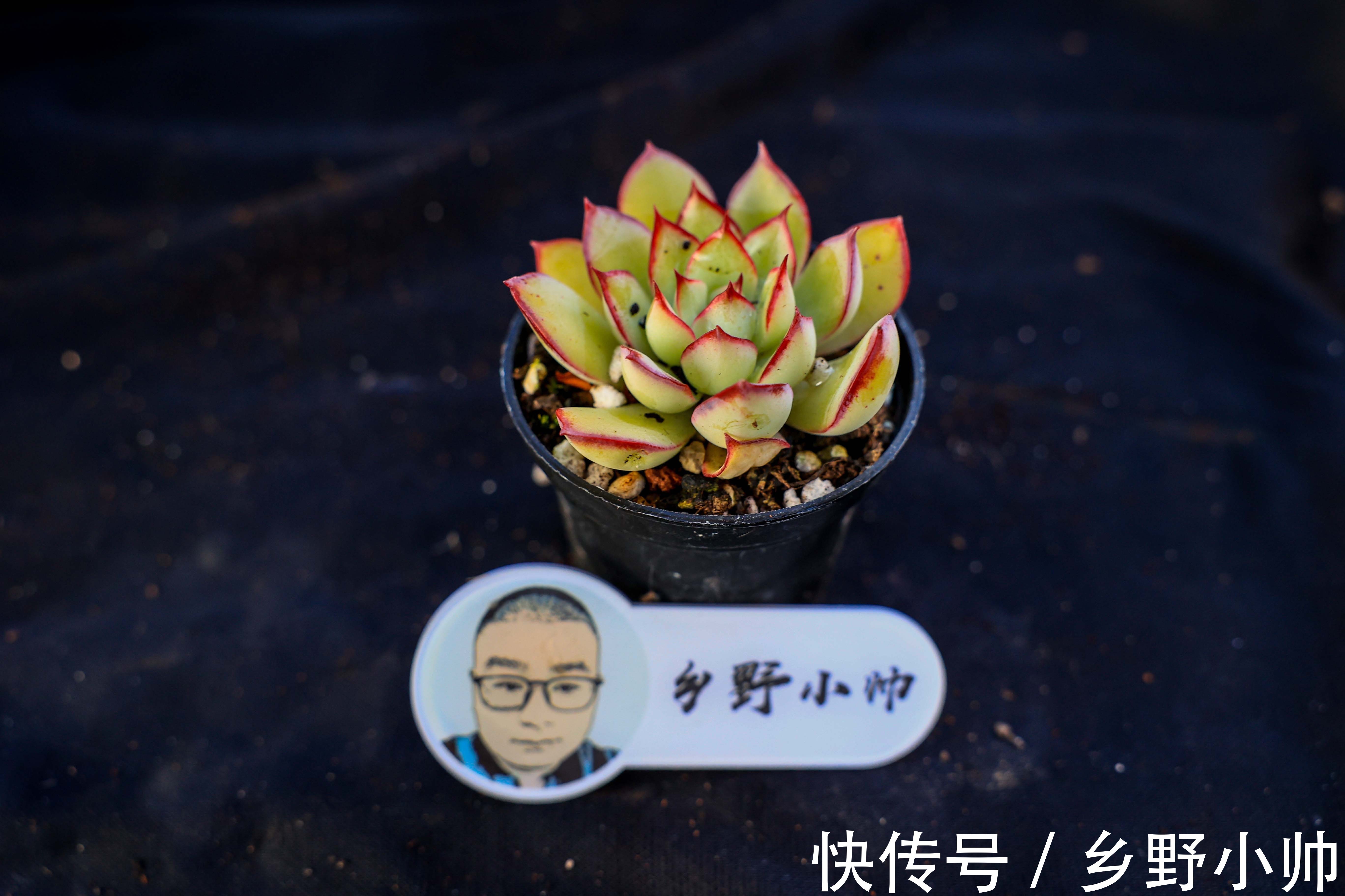 有的“水”并不一定适合浇多肉。爱多肉的你 ,千万别选错