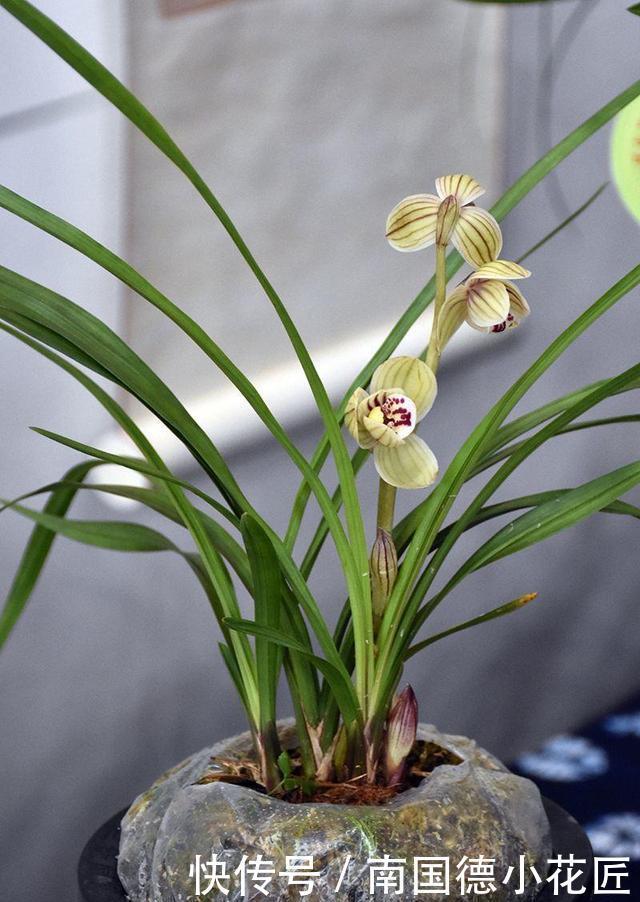 植株|分株繁殖是什么?这几种花卉适合分株繁殖,好生根开花多