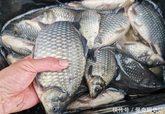 一逗就有口!降温天黑坑偷驴,凭借这一小技巧才拿下坑冠