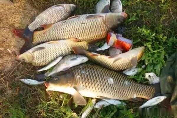 搅拌均匀|三伏天钓鲤鱼,几款让鲤鱼疯狂的自制饵料,上钩全是大鲤鱼