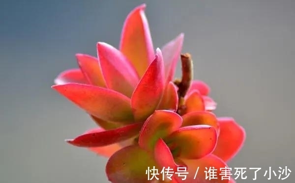 多肉火祭,生长一年却只为绽放一季,特别适宜用来养悬崖桩