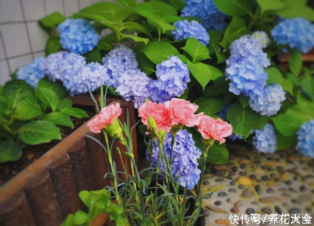 修剪|8月后，6种花别修剪，小心以后不开花