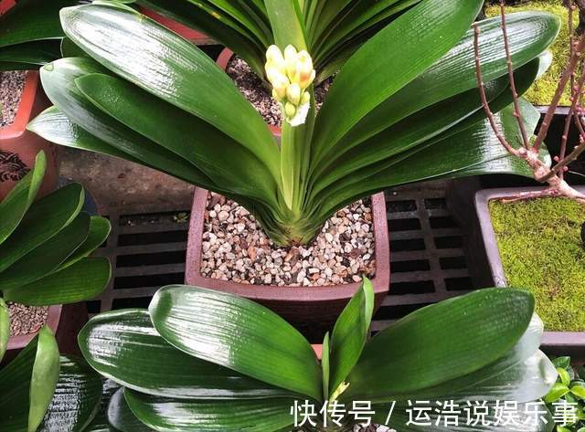 君子兰一直长不好，跟“换盆”有关系，很多人都做错了