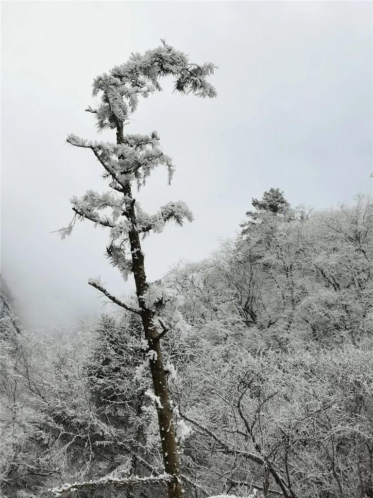 地方|汶川下雪了！这些地方，你最想去哪个？