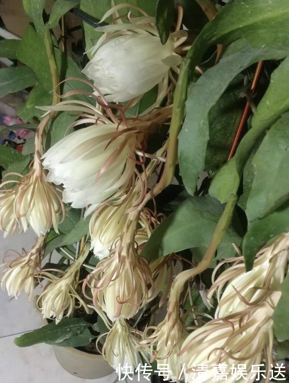 养了3年的昙花,终于开了50朵花,真是有“仙气”