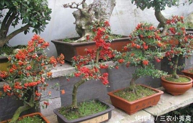 养护好火棘盆景要注意这几个事项