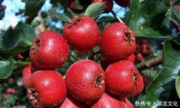 此物|山楂和此物一起熬,排除黑色宿便,腰间肉小一圈,吃到便是赚到