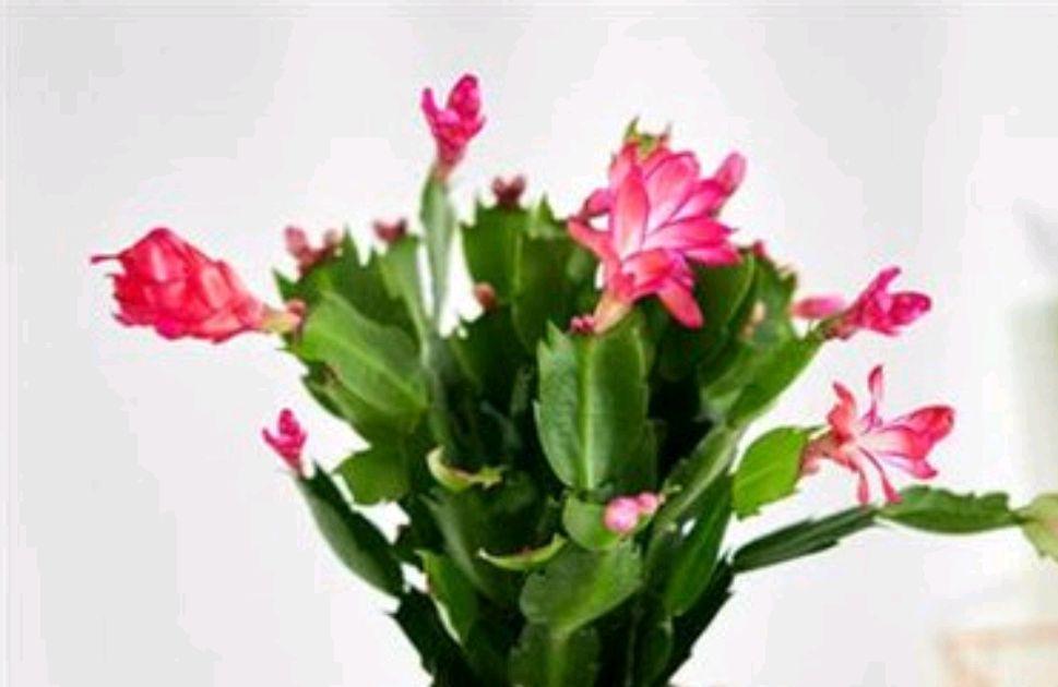 冬养蟹爪兰，做对这些，开花更漂亮