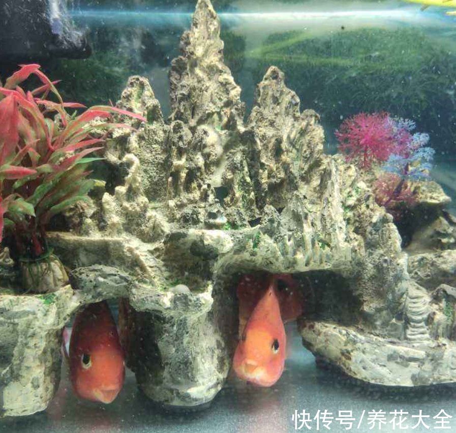  浇花|养鱼水浇花肥效好？为啥越浇越坏？这3点要注意