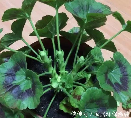 浇水|6种花,最怕热,30度就黄叶,再乱浇水,容易“烂根”