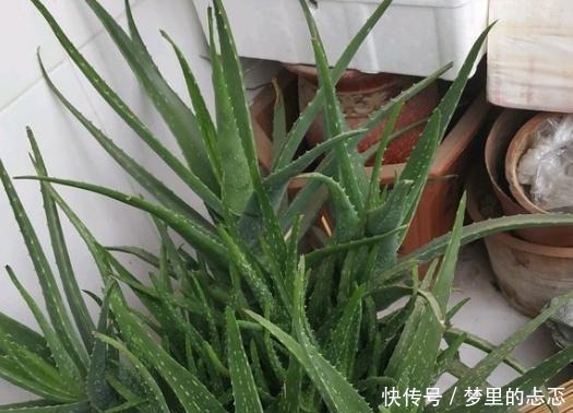 路子|养芦荟,按照这个“路子”,蹭蹭冒小芽,叶片粗壮厚实,挤满盆!
