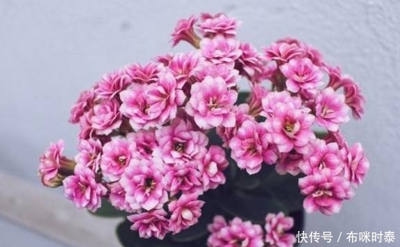 这4种盆栽,专门养室内,越贱养长的越好,很适合懒人养哦