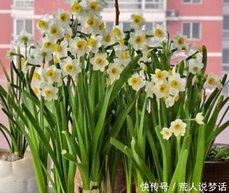 4种花超爱开花,全年开花不断,个个美的出奇