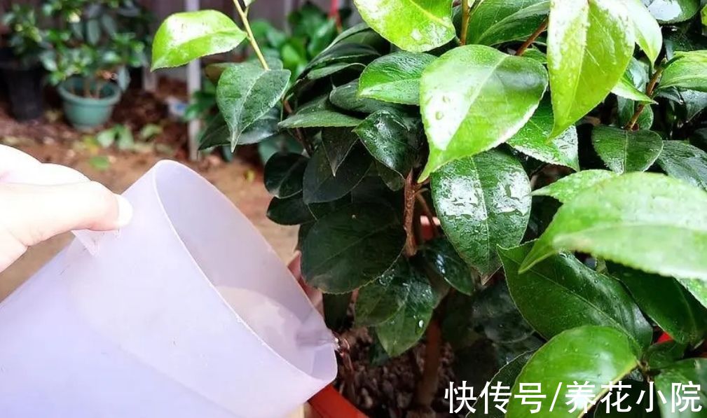 酸性|茶花不好养？掌握5个“技巧”，就能养得花繁叶茂