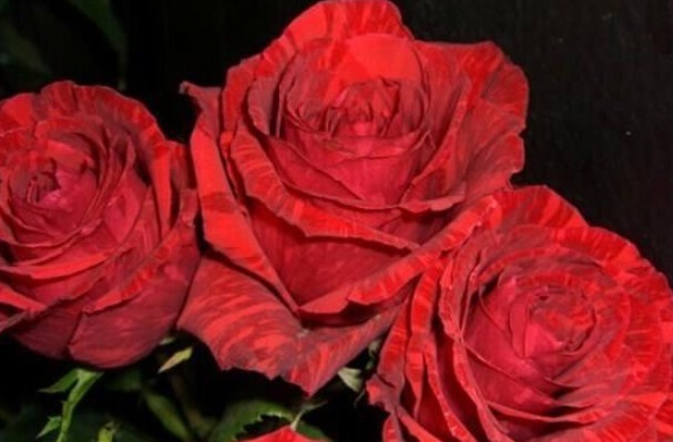 三个国外培育出来的月季,花朵颜色十分鲜艳,而且抗病性能非常强