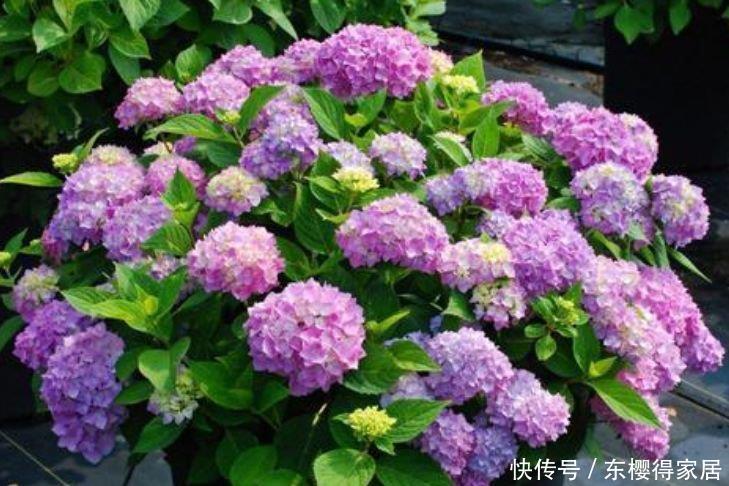 庭院选这几款花,花姿妖娆,养一盆一年四季都在开!