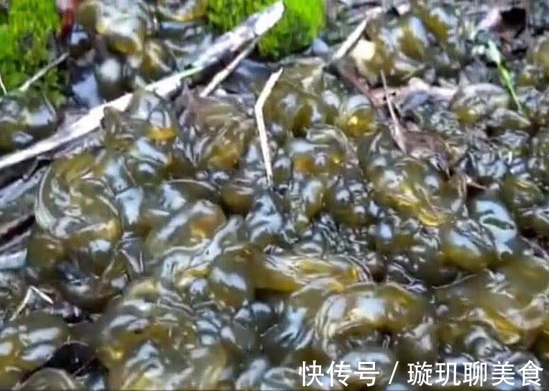 地皮菜|下雨天才有的一种野味,比“人参”还珍贵,市面花钱都未必能买